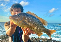 ハマフエフキの釣果