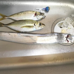 タチウオの釣果