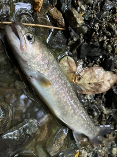 イワナの釣果