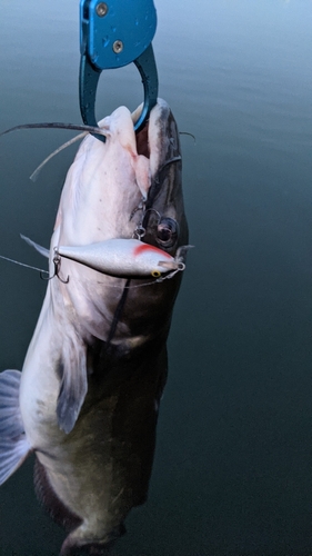 アメリカナマズの釣果