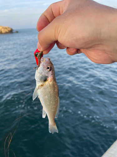 イシモチの釣果