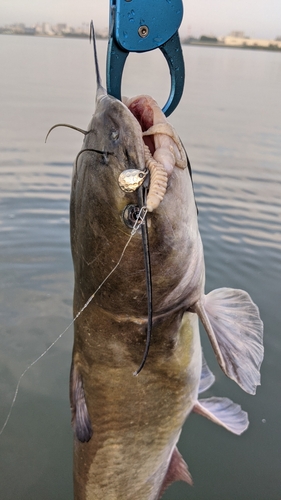 アメリカナマズの釣果