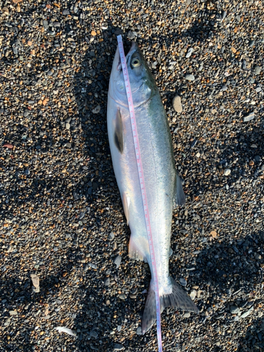 カラフトマスの釣果