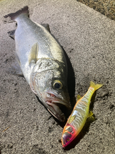 ヒラスズキの釣果