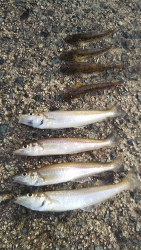 キスの釣果