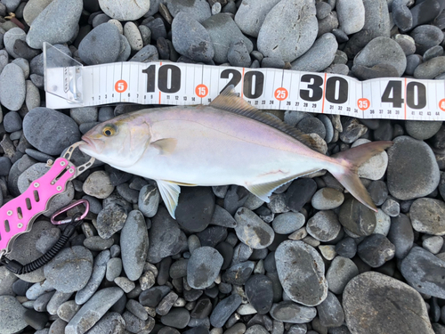 ショゴの釣果