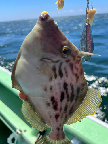 カワハギの釣果