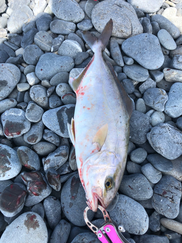 ショゴの釣果