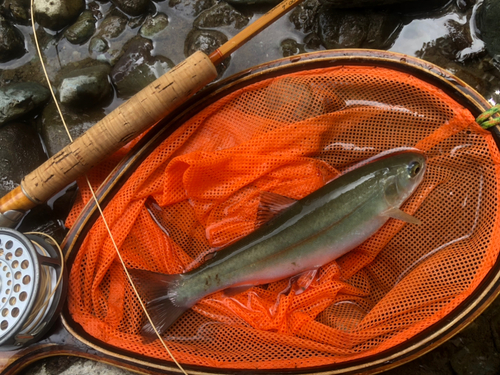 ホウライマスの釣果