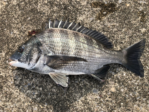 チヌの釣果