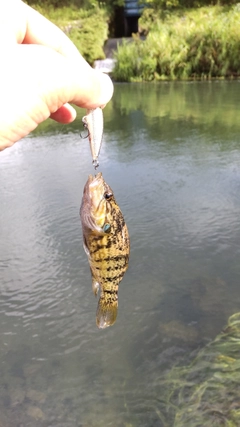 オヤニラミの釣果