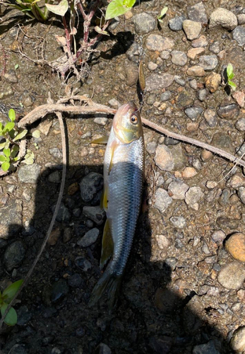 カワムツの釣果