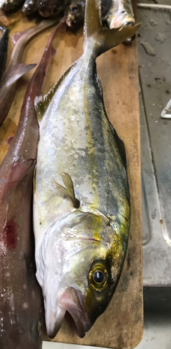 ショゴの釣果