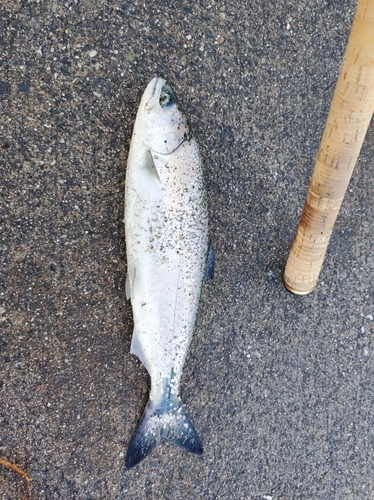 キングサーモンの釣果