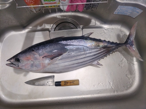 カツオの釣果