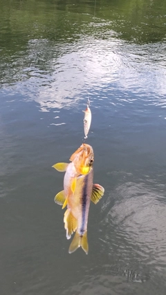 カワムツの釣果