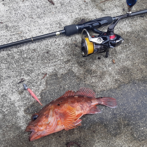 カサゴの釣果