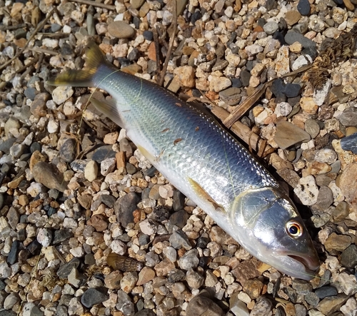 ハスの釣果