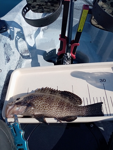 オオモンハタの釣果