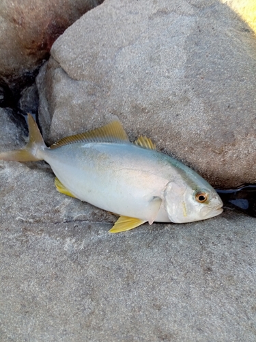 シオの釣果