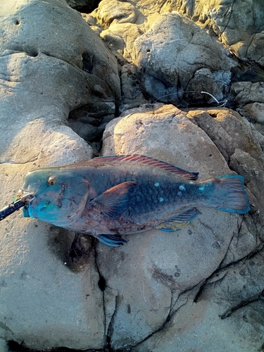 アオブダイの釣果