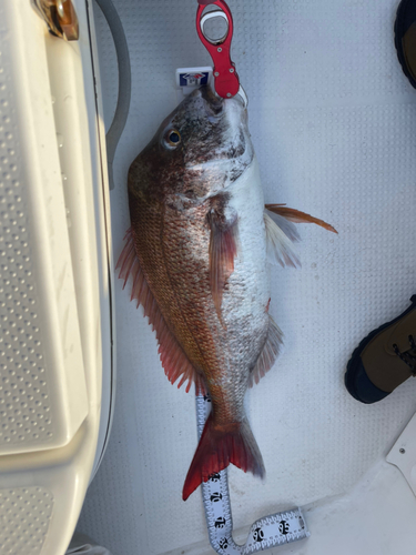 マダイの釣果