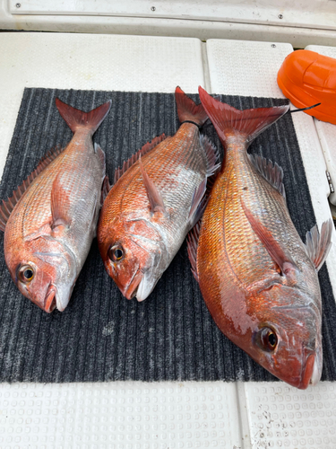 マダイの釣果