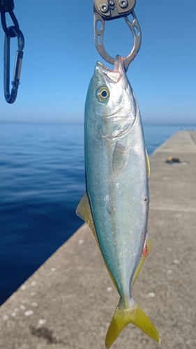 コゾクラの釣果