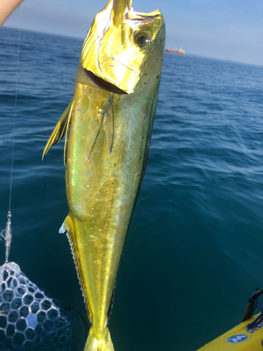 シイラの釣果