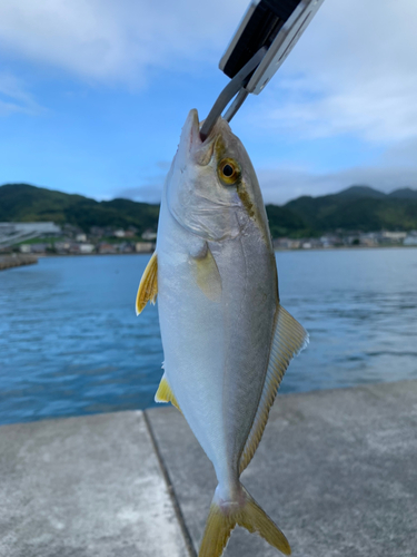 シオの釣果