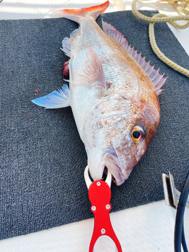 マダイの釣果