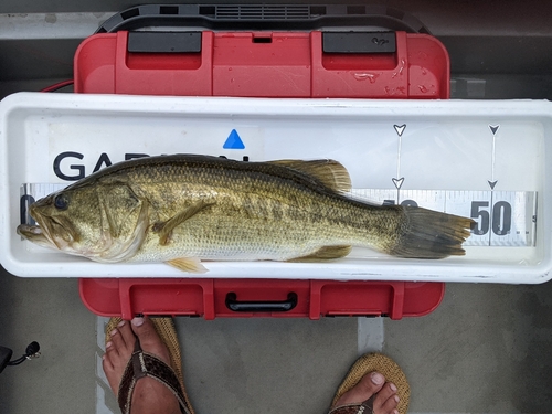 ブラックバスの釣果