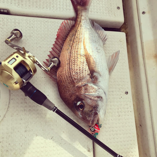 マダイの釣果