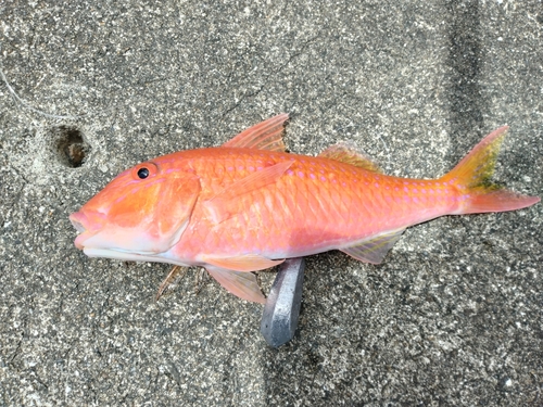 タカサゴヒメジの釣果