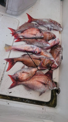 マダイの釣果