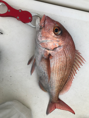 マダイの釣果