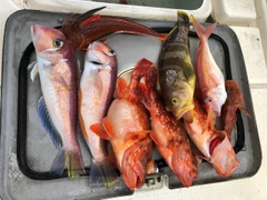 マダイの釣果