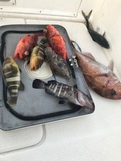 マダイの釣果
