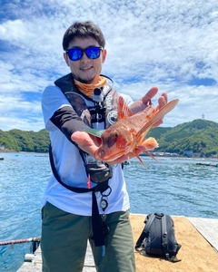 ホウボウの釣果