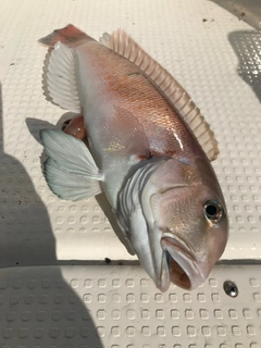 シロアマダイの釣果