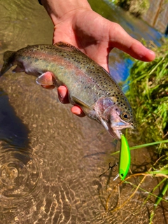 ニジマスの釣果