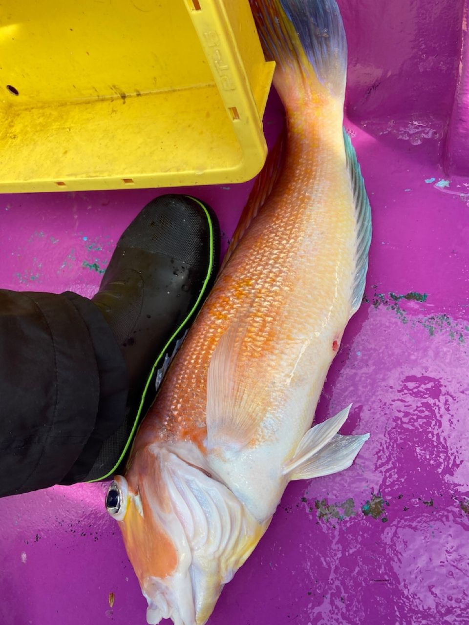 WATA12378さんの釣果 3枚目の画像