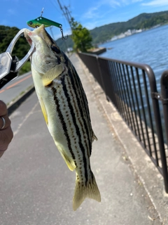 シマイサキの釣果