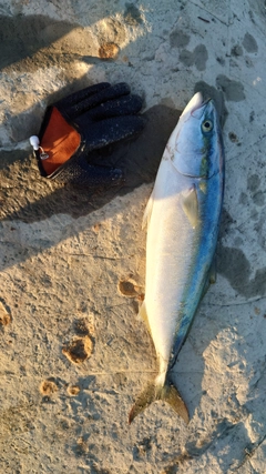 イナダの釣果