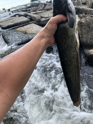 ナマズの釣果