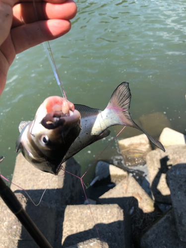 アメリカナマズの釣果