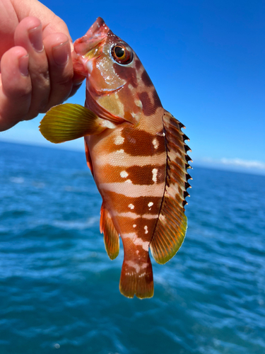 アカハタの釣果