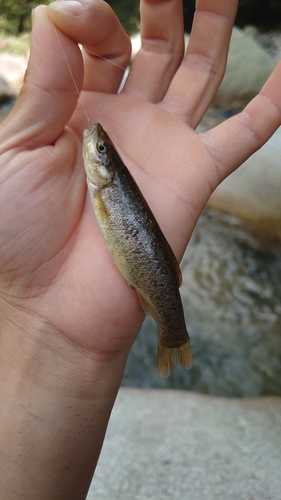 アブラハヤの釣果