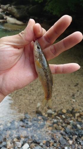 アブラハヤの釣果