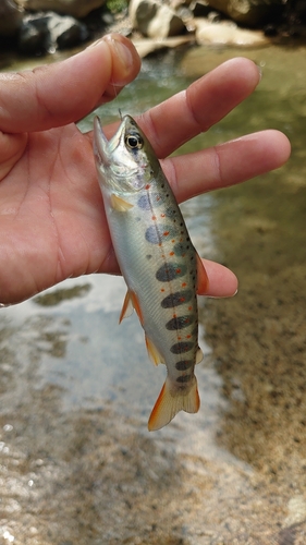 アマゴの釣果